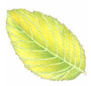 Обесцвечивание листьев (хлороз)
