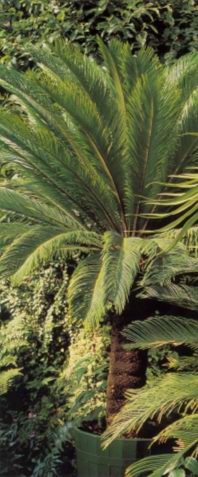 Цикас поникающий, папоротниковое дерево (CYCAS REVOLUTA)