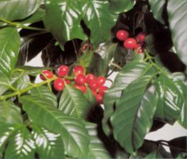 Кофейное дерево аравийское (COFFEA ARABICA)