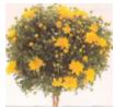 Хризантема кустовая (CHRYSANTHEMUM FRUTESCENS)