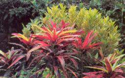 Удивительное растение кодиеум поражает широчайшим спектром окраски, рисунка, узоров и форм своей листвы
