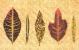 Различные формы листьев