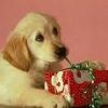 Выбираем подарок!